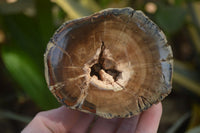 Polished Petrified Wood Branch Pieces x 3 From Gokwe, Zimbabwe