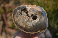 Polished Petrified Wood Branch Pieces x 3 From Gokwe, Zimbabwe