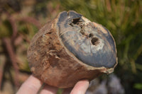 Polished Petrified Wood Branch Pieces x 3 From Gokwe, Zimbabwe