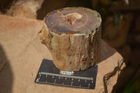 Polished Petrified Wood Branch Pieces x 3 From Gokwe, Zimbabwe