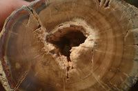 Polished Petrified Wood Branch Pieces x 3 From Gokwe, Zimbabwe