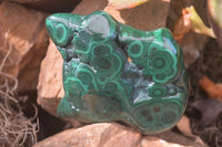 Polished Flower Banded Malachite Free Forms x 6 From Congo