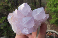 Natural Amethyst Cactus Flower Spirit Quartz Clusters x 12 From South Africa