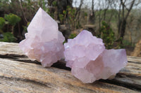 Natural Amethyst Cactus Flower Spirit Quartz Clusters x 12 From South Africa