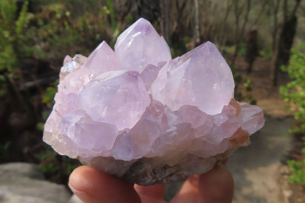 Natural Amethyst Cactus Flower Spirit Quartz Clusters x 12 From South Africa