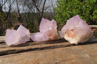 Natural Amethyst Cactus Flower Spirit Quartz Clusters x 12 From South Africa