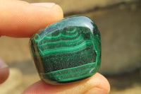 Polished Flower Banded Malachite Free Forms x 35 From Congo