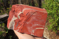 Natural Red Jasper Specimen x 1 From Northern Cape, South Africa