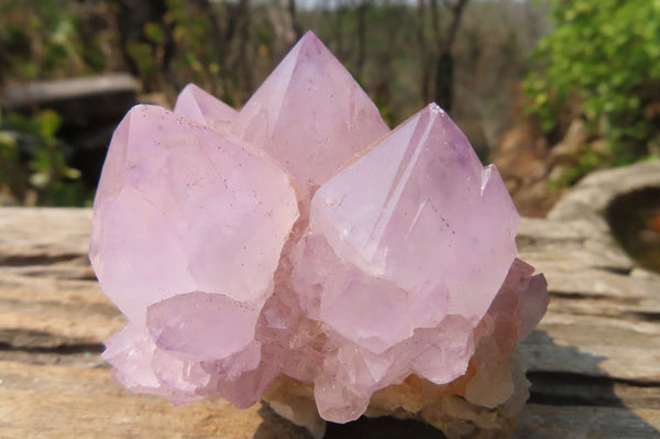 Natural Amethyst Cactus Flower Spirit Quartz Clusters x 6 From Boekenhouthoek, South Africa