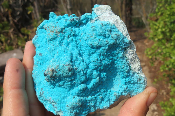 Natural Botryoidal Chrysocolla Specimens x 4 From Congo