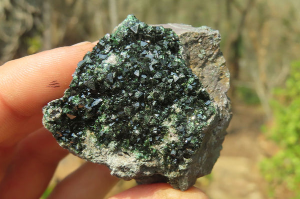 Natural Libethenite Crystals On Dolomite Matrix Specimens x 12 From Shituru, Congo