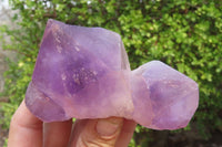 Natural Jacaranda Amethyst Clusters x 6 From Zambia