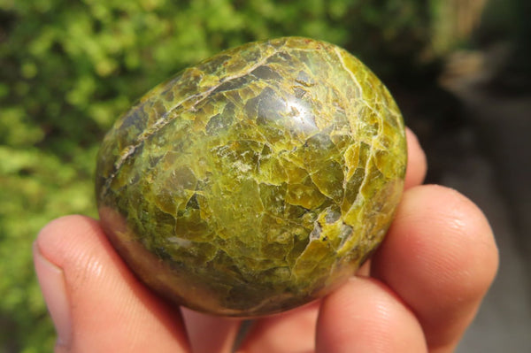 Polished Green Opal Palm Stones x 24 From Madagascar