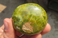 Polished Green Opal Palm Stones x 24 From Madagascar