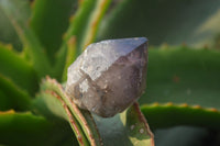 Natural Smokey Window Amethyst Crystals x 20 From Chiredzi, Zimbabwe