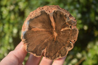 Polished Petrified Wood Branch Pieces x 3 From Gokwe, Zimbabwe