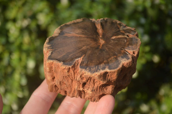 Polished Petrified Wood Branch Pieces x 3 From Gokwe, Zimbabwe