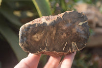 Polished Petrified Wood Branch Pieces x 3 From Gokwe, Zimbabwe