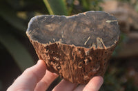 Polished Petrified Wood Branch Pieces x 3 From Gokwe, Zimbabwe