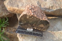 Polished Petrified Wood Branch Pieces x 3 From Gokwe, Zimbabwe