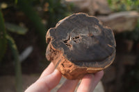 Polished Petrified Wood Branch Pieces x 3 From Gokwe, Zimbabwe