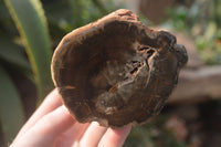 Polished Petrified Wood Branch Pieces x 3 From Gokwe, Zimbabwe