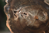 Polished Petrified Wood Branch Pieces x 3 From Gokwe, Zimbabwe