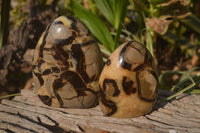 Polished Septerye Standing Free Forms x 3 From Mahajanga, Madagascar