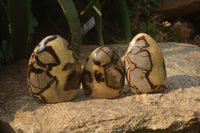 Polished Septerye Standing Free Forms x 3 From Mahajanga, Madagascar