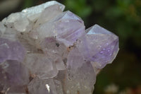 Natural Jacaranda Amethyst Quartz Clusters x 2 from Mumbwa, Zambia