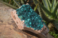 Natural Dioptase On Dolomite Specimen x 1 From Congo