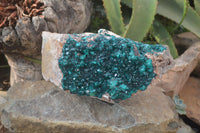 Natural Dioptase On Dolomite Specimen x 1 From Congo