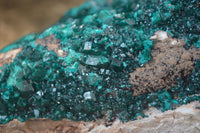 Natural Dioptase On Dolomite Specimen x 1 From Congo