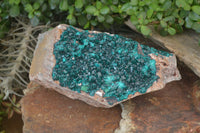 Natural Dioptase On Dolomite Specimen x 1 From Congo