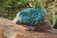 Natural Dioptase On Dolomite Specimen x 1 From Congo