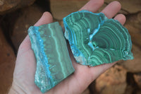 Polished Flower Banded Malacolla Slices x 5 From Congo