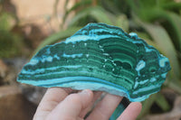 Polished Flower Banded Malacolla Slices x 5 From Congo