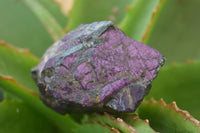 Natural Metallic Purpurite Cobbed Specimens x 12 From Erongo, Namibia