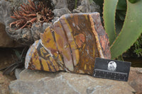 Polished On One Side Nguni Jasper Specimen x 1 From Prieska, South Africa