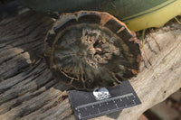 Polished Petrified Wood Slices x 6 From Gokwe, Zimbabwe