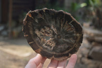 Polished Petrified Wood Slices x 6 From Gokwe, Zimbabwe