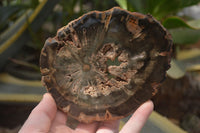 Polished Petrified Wood Slices x 6 From Gokwe, Zimbabwe