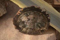 Polished Petrified Wood Slices x 6 From Gokwe, Zimbabwe