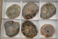 Polished Petrified Wood Slices x 6 From Gokwe, Zimbabwe