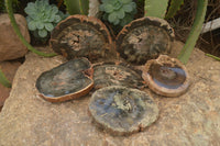 Polished Petrified Wood Slices x 6 From Gokwe, Zimbabwe