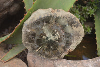 Polished Petrified Wood Slices x 6 From Gokwe, Zimbabwe