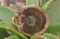 Polished Petrified Wood Slices x 6 From Gokwe, Zimbabwe