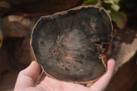 Polished Petrified Wood Slices x 6 From Gokwe, Zimbabwe