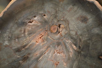 Polished Petrified Wood Slices x 6 From Gokwe, Zimbabwe