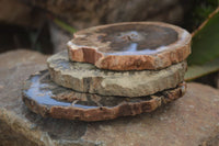 Polished Petrified Wood Slices x 6 From Gokwe, Zimbabwe